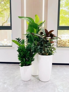 宁波余姚盆景租摆专业，满足您的绿植需求